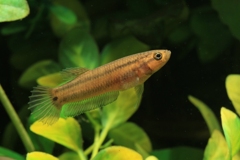 Juvenile at 6 months of age, measuring 50 mm TL.