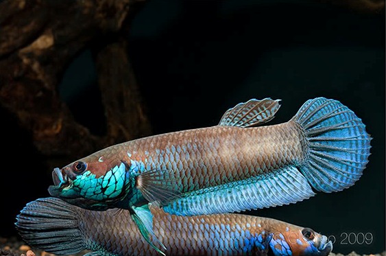 Two males sparring; population unspecified.