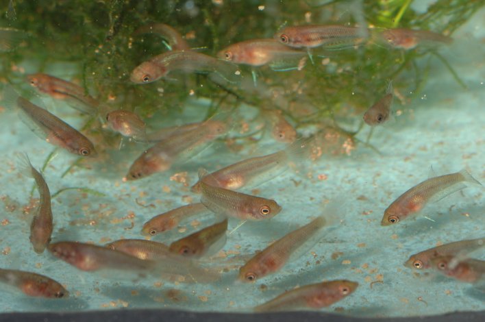 Captive-bred juveniles.