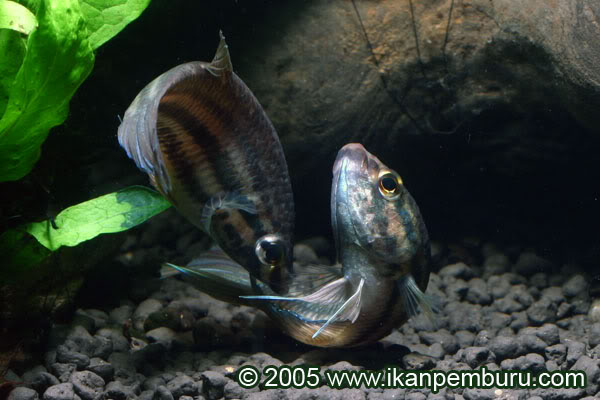Once the female has recovered from the embrace she begins to collect the fertilised eggs from the anal fin of the male...