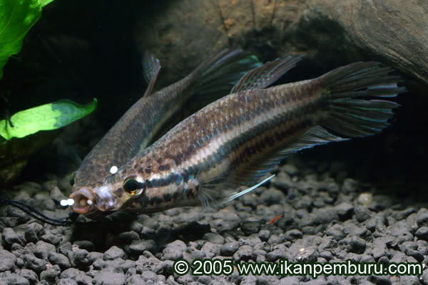 The eggs are then passed to the male.