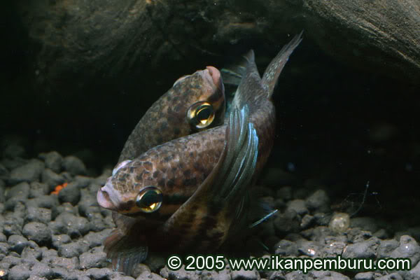 The eggs and milt are released when the embrace reaches approximately this point, with the male below.
