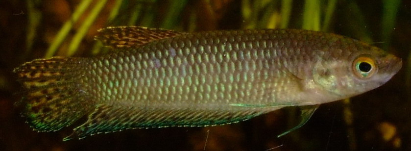 Adult female specimen; population unspecified...