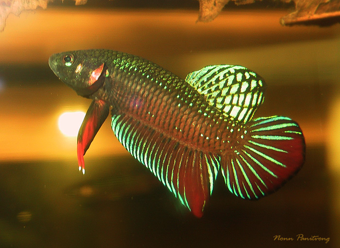 Wild-collected adult male specimen.