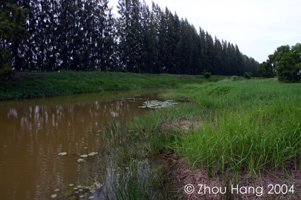 Typical modified habitat in central Thailand.