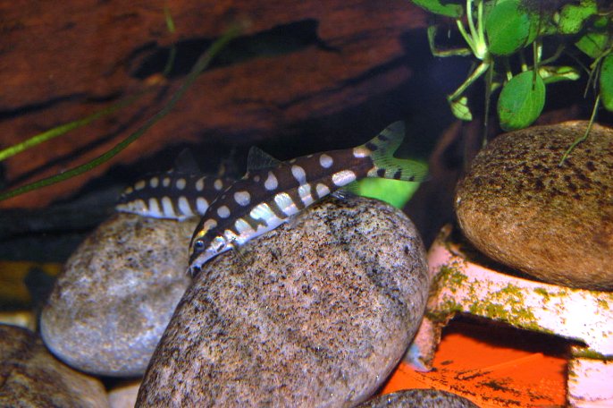 One of Mark's adult Yasuhikotakia sidthimunki.