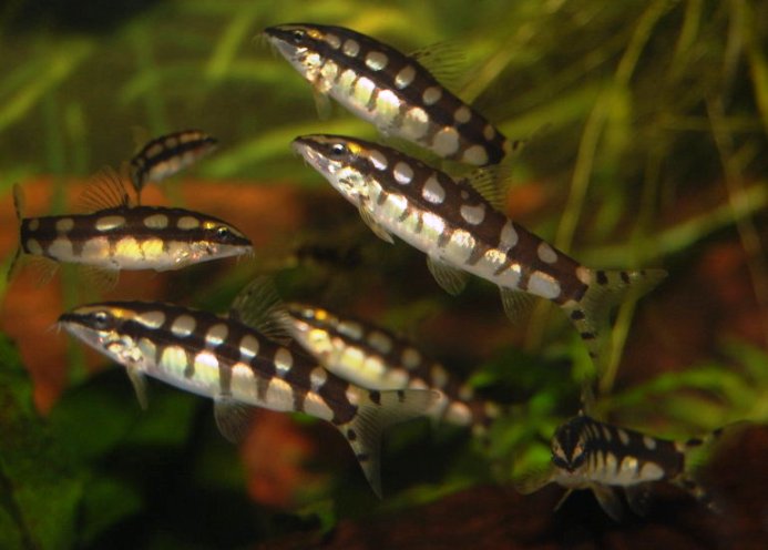 This sociable species is best maintained in a large group according to Mark and other experts.