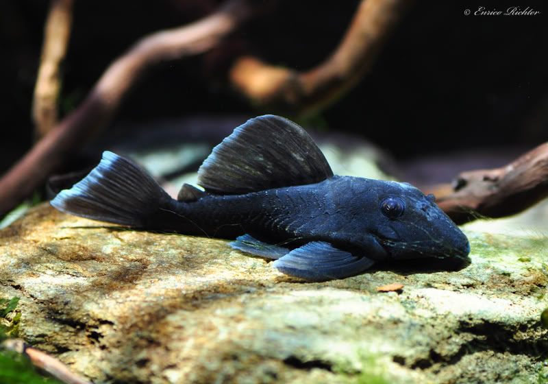 Subadult specimen.