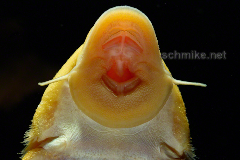 Ventral view of mouthparts; albino form.