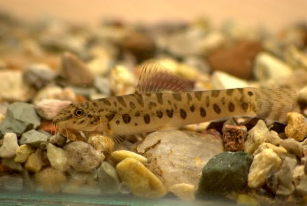 Specimen collected from the Krishna River system.