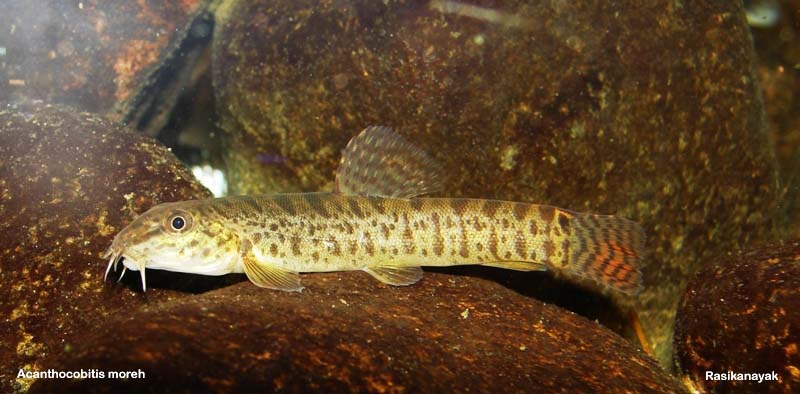 Specimen from Gangamoola, Chikkamagaluru district, Karnataka state, India.