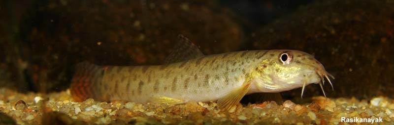 Another specimen from Gangamoola.