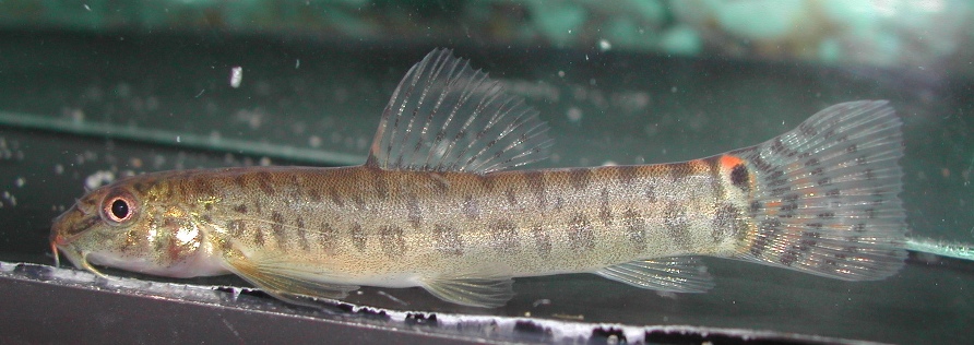 Same specimen as in the first image photographed soon after import to the UK.