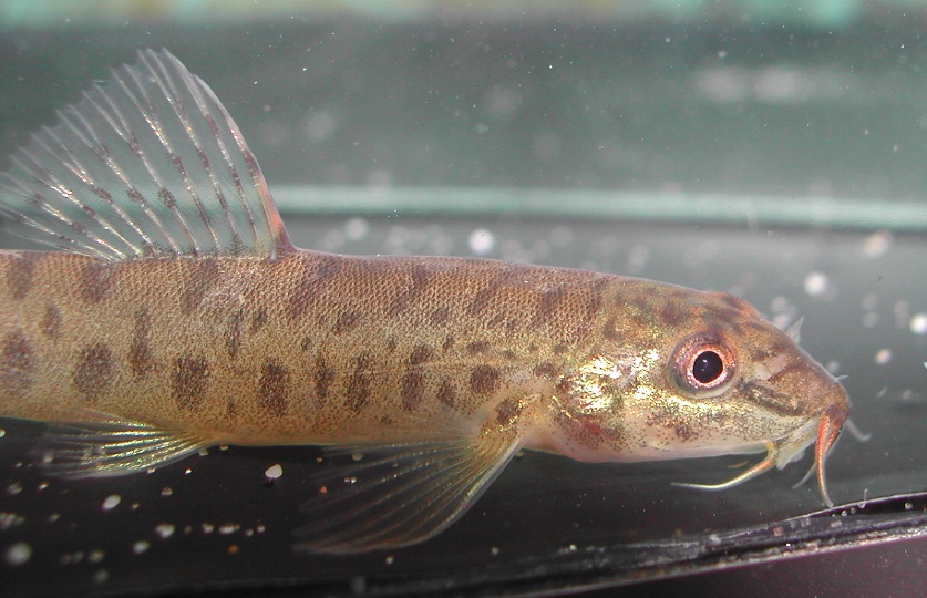 Detail of head and anterior portion of body.