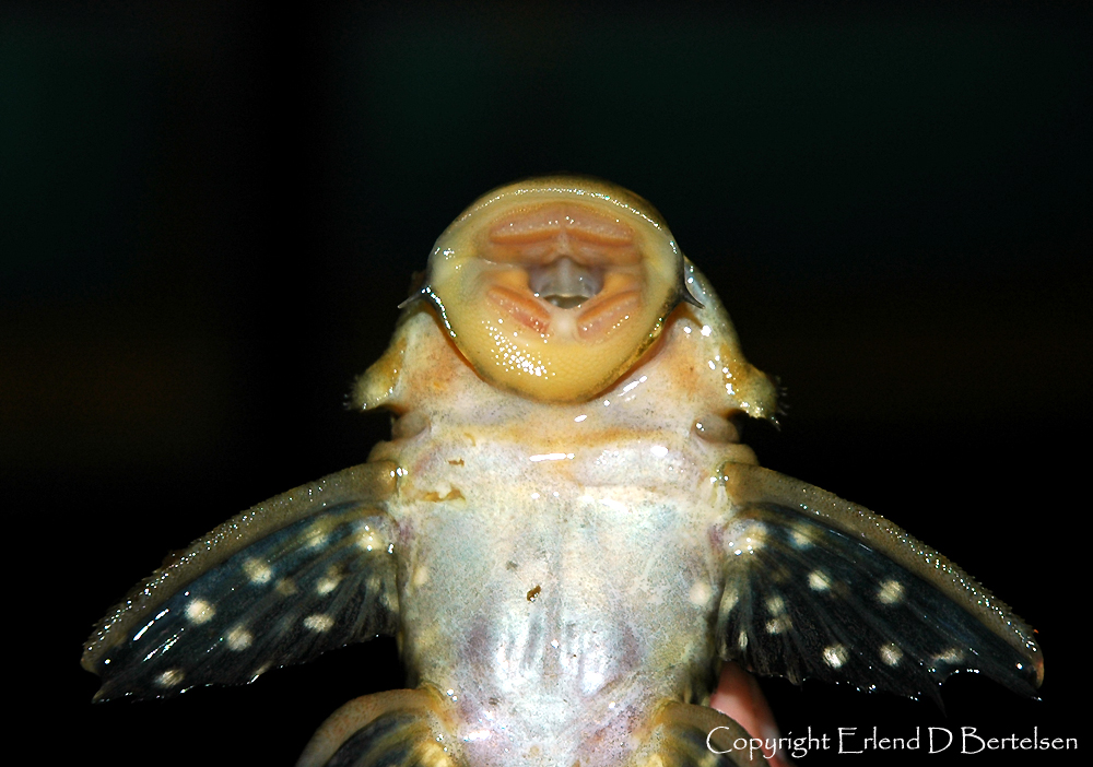 Ventral view of mouthparts and anterior portion of body.