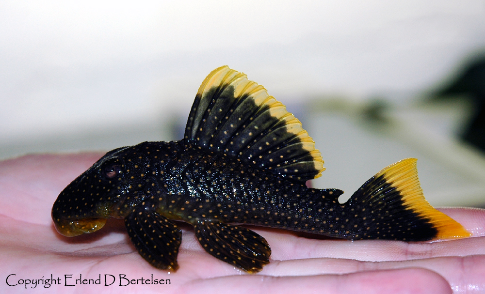 Young specimen.