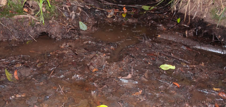 Habitat at Daro during the dry season.