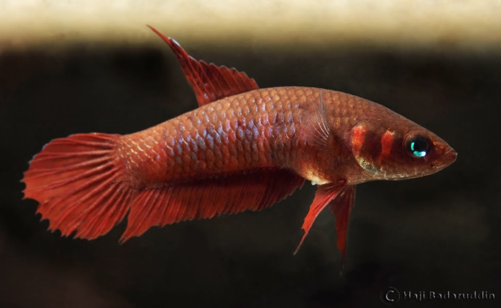 Adult female displaying courtship colour pattern; population unspecified.