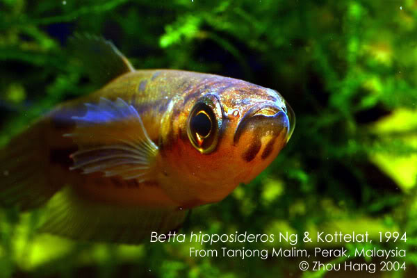 The diagnostic horse-shoe shaped throat marking is clearly visible in this individual of the Tanjung Malim population.