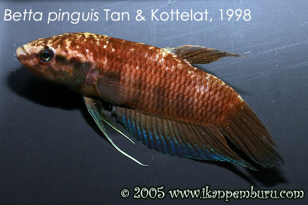 Adult male specimen.