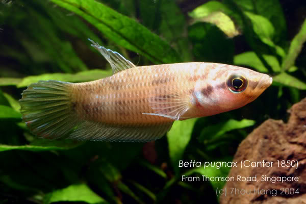 Adult female; Singapore population.
