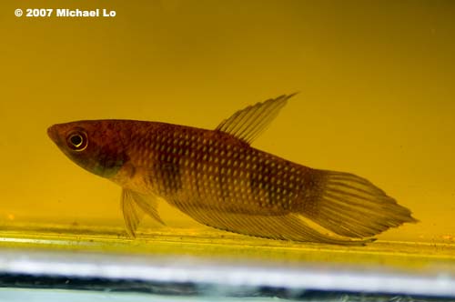 Freshly-collected adult male in the field.