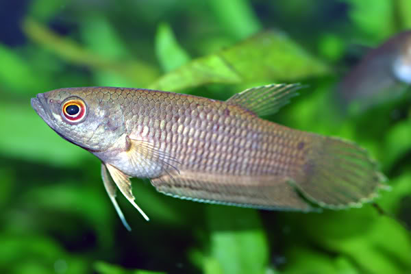 Adult female; Bintan Island population.