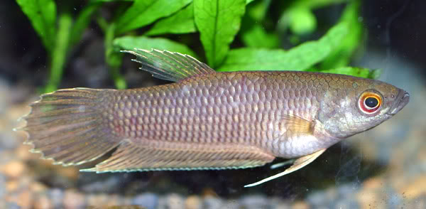 Adult male specimen; Bintan Island population.
