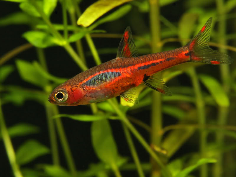The dark lateral stripe is broken in some individuals...