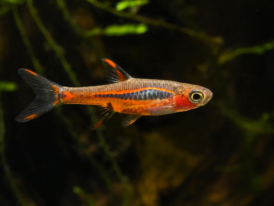 This species is sometimes confused with the congener B. merah.