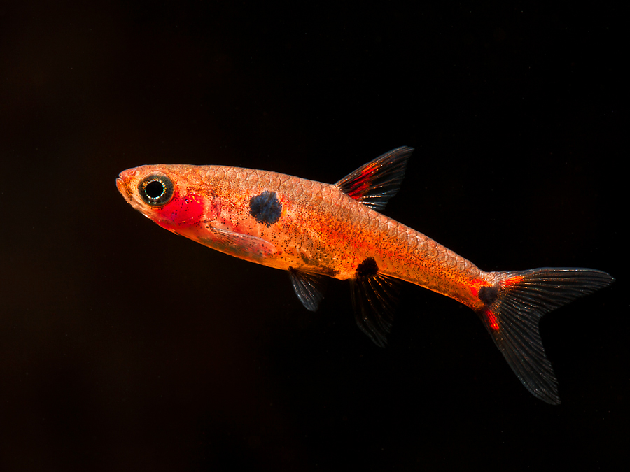 Adult male from the UK aquarium trade.