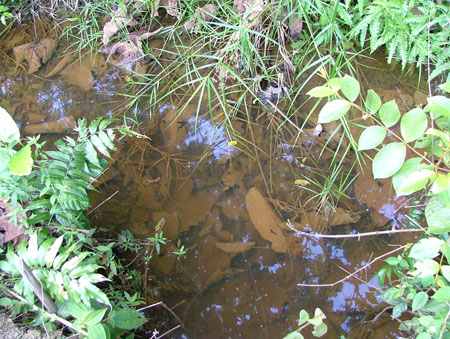 Habitat in Pahang state, Peninsular Malaysia.