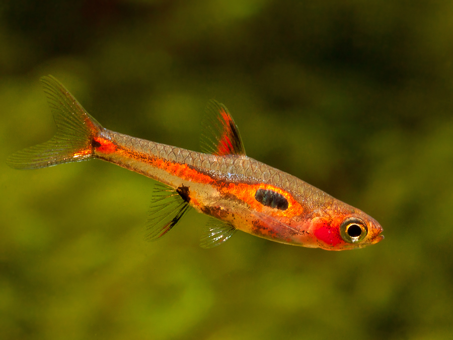 Adult male from the UK aquarium trade.