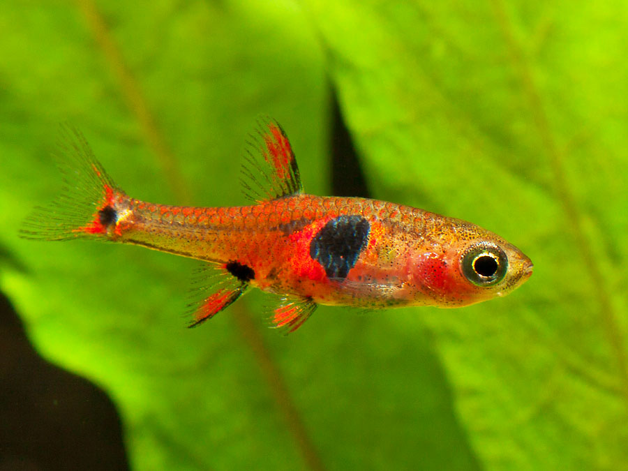 This species has been traded as B. sp. 'micros' or 'red micros', B. sp. 'Petch Noi', B. sp. 'Thailand', B. sp. 'south Thailand' or 'strawberry rasbora'