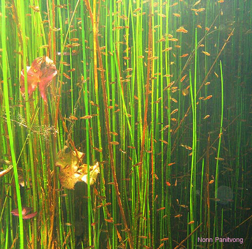 A large group of the species in nature at an unspecified locality in southern Thailand.