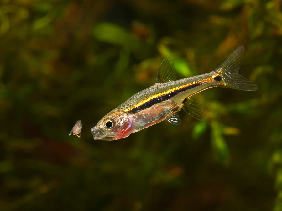 This species enjoys small live foods...