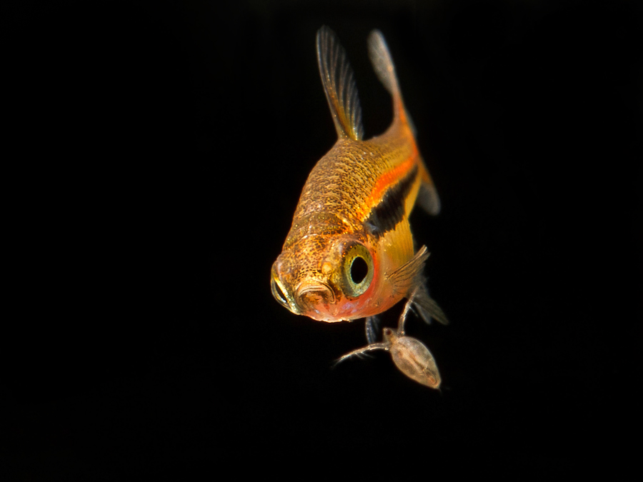 ...such as Daphnia.