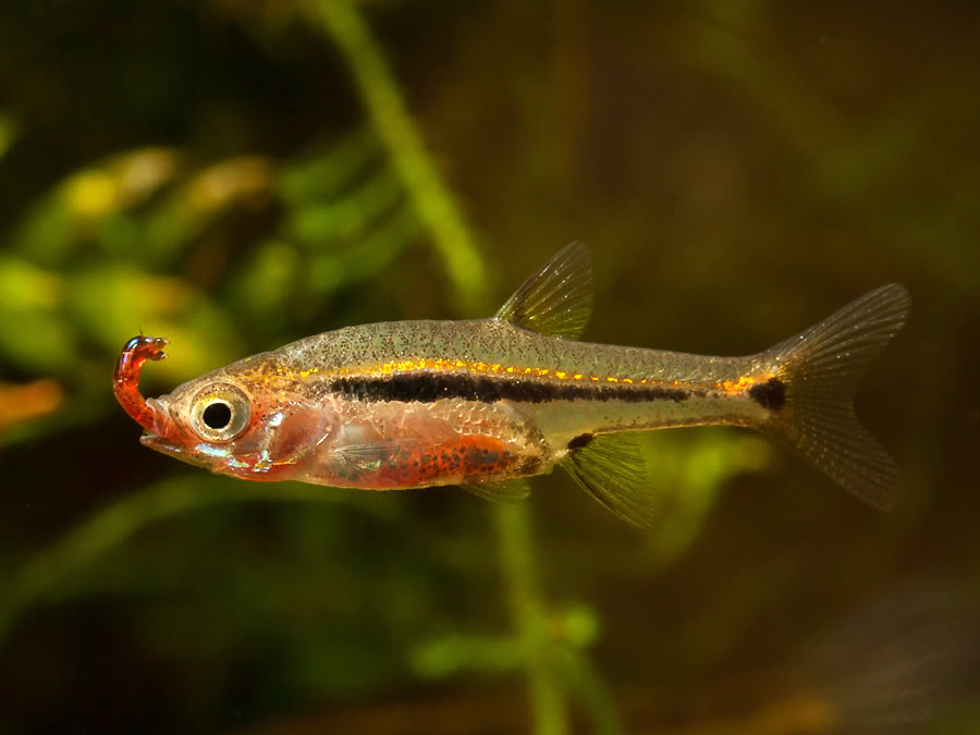 Chironomid larvae (bloodworm) are also accepted...