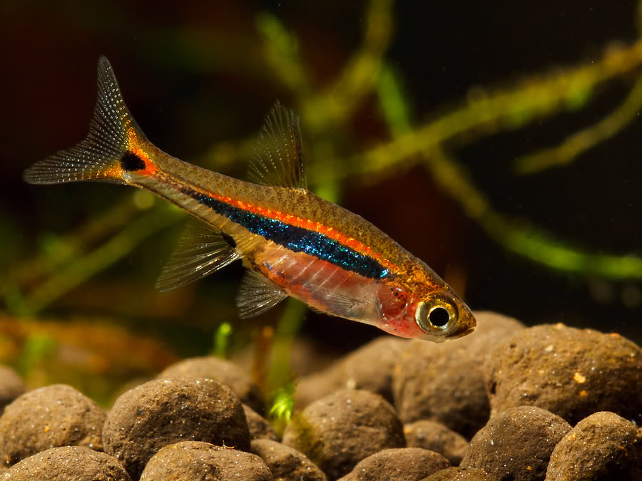 Male specimen from the UK aquarium trade.