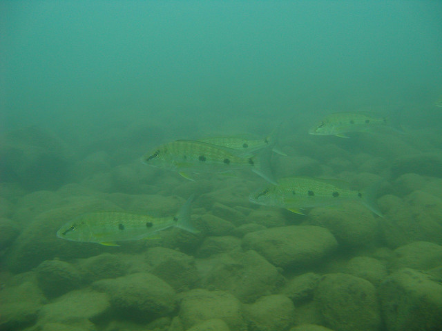 Non-breeding individuals form small, foraging groups in the lake.