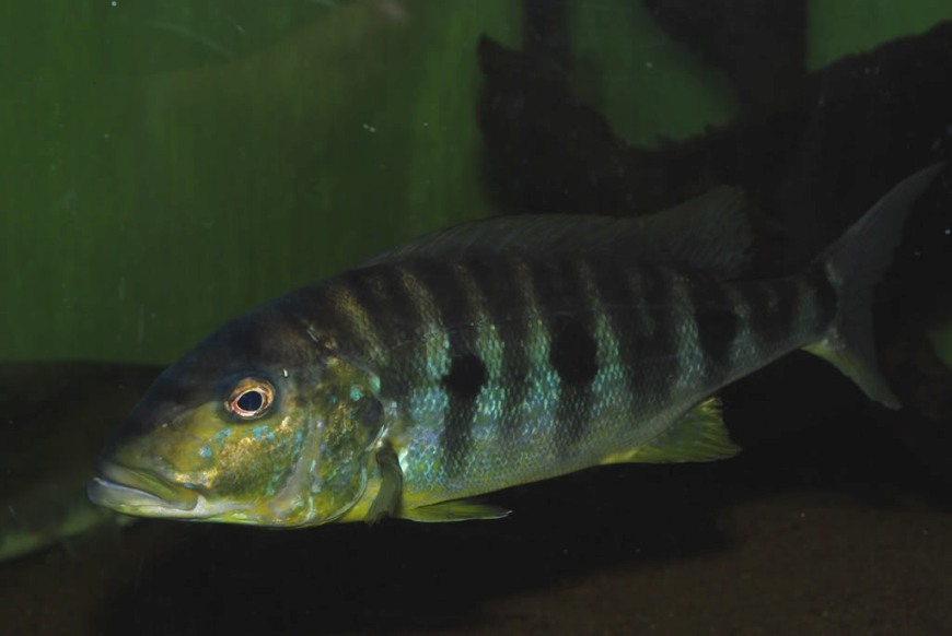 Subadult in the aquarium.