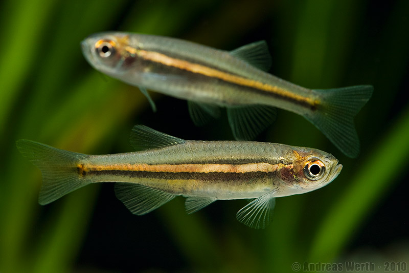 Newly-introduced, subadult specimens displaying pale colouration.