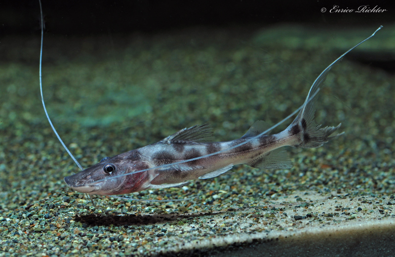 Juvenile measuring around 6 cm TL, imported from Peru.