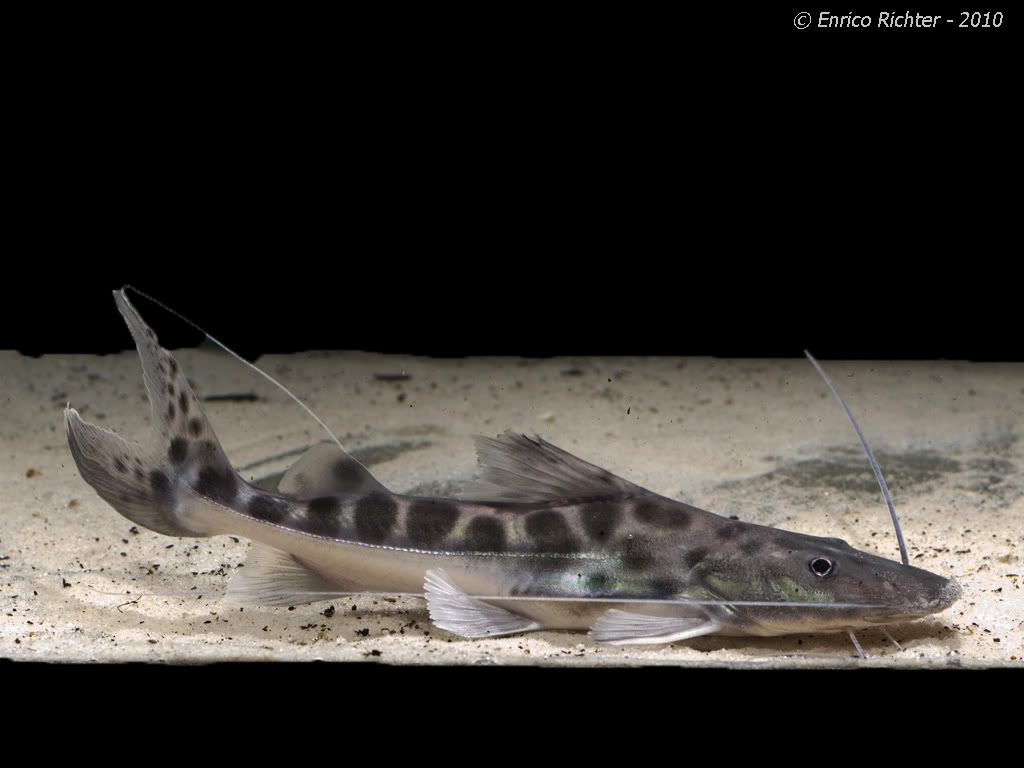 Juvenile specimen exported from Peru.