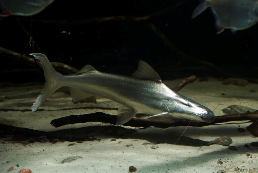 Though widely-distributed in nature this species is rarely-seen in aquaria.