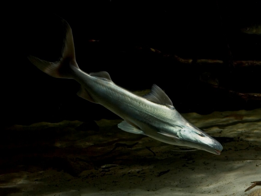 Subadult in the aquarium...