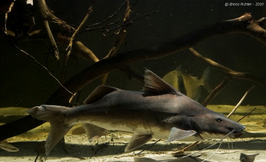 Subadult specimen with slight damage to the upper caudal-fin lobe.