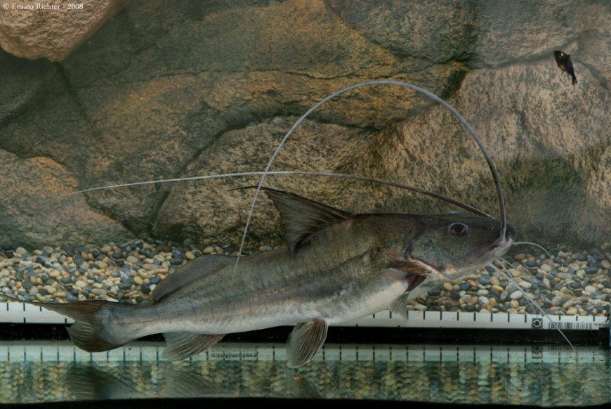 The filaments on the dorsal and caudal fins seen here are lost in adults.