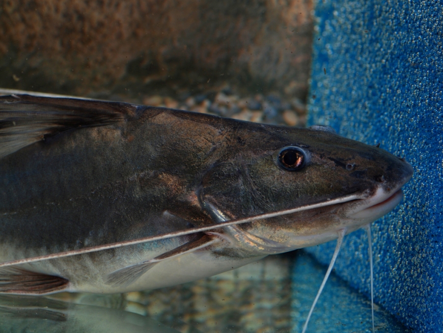 Head detail of pre-adult.