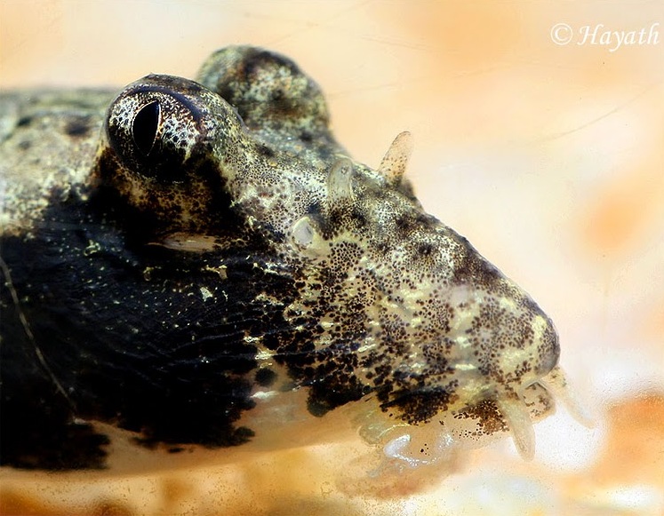 Head detail.